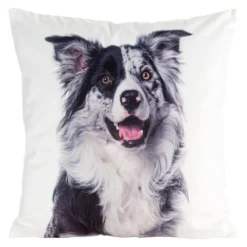 Poszewka Animals 45x45 Border Collie
