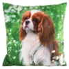 Poszewka Animals 45x45 Cavalier King Charles Spaniel