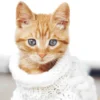 Ręcznik bawełniany dziecięcy plażowy 70x140 Kot w Sweterku